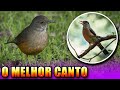 Sabiá cadê vovó - BAIXE O CANTO MAIS LINDO DA SABIÁ