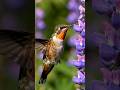 La migración del colibríes rufo #animals #paisajesextremos #animales #art