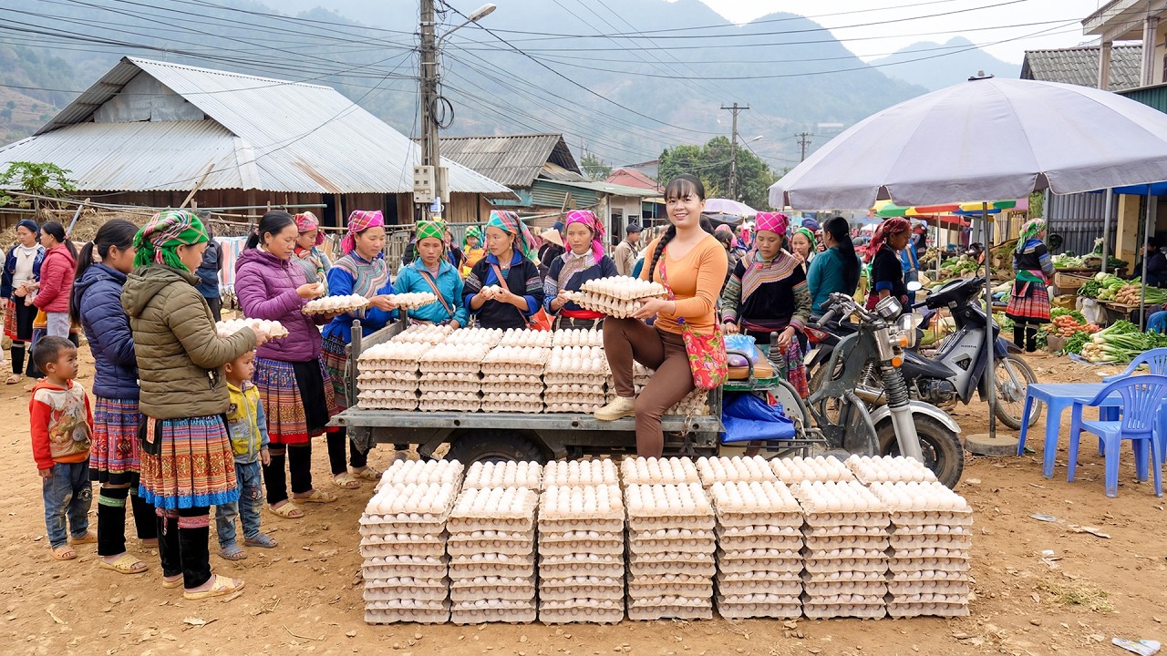 Harvesting 1000+ Duck Eggs | Transporting by Farm Truck to Sell at the Market