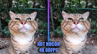 КОТ НОСОК |4K 60FPS|