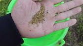 Alfalfa Sprouts 紫花苜蓿芽發芽程序簡單易做 從發芽到收穫僅6天 Youtube