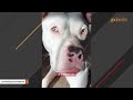 I adopted a deaf dog no one wanted. Here's what happened.