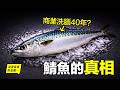 鯖魚：一場跨越40年的商業洗腦：我們對鯖魚的舌尖本能已經被「格式化」了嗎？|自說自話的總裁