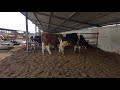 Bulls and cows in farm #part 37 - Daily Farming 2019