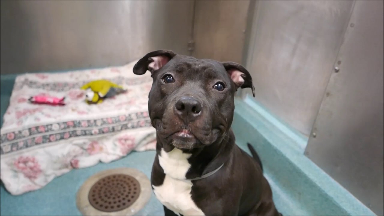 Willow - A1105893 - Brooklyn ACC camera iphone 8 plus apk