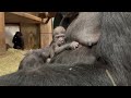 Newborn Western Lowland Gorilla at Smithsonian's National Zoo