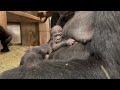 Newborn Western Lowland Gorilla at Smithsonian's National Zoo