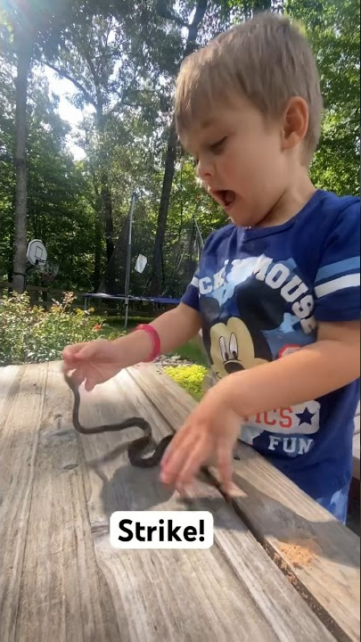 My 4 yo son gets bit by snake during lesson. #dadlife  #herpetology #snakebite