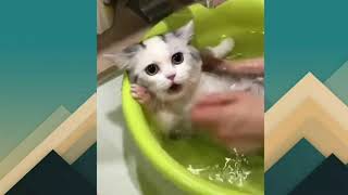 FUNNY VIDEOS/CUTE KITTY/Law-is TV