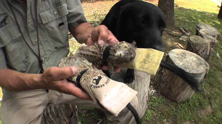 Retriever Training: Using Bird Feathers