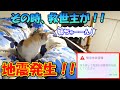 地震発生で避難する猫!その時、救世主がやって来た!!