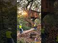 From Forest Floor to Fairytale Treehouse 🏡#shorts#viral#cunstructionprojects