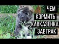 Как и чем кормить щенка кавказской овчарки: завтрак