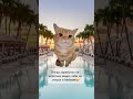 Новый способ заработка на коротких видео