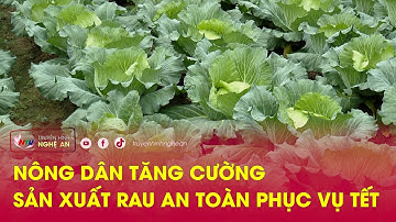 Nông dân tăng cường sản xuất rau an toàn phục vụ tết
