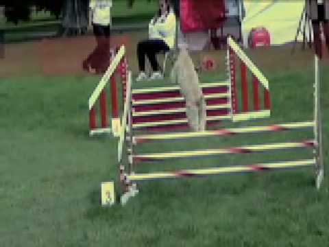 www.aroadretraveled.com for Full Episode - Following the dog show, Simone discovers an Agility Trials taking place at the beautiful Old Westbury Gardens in Long Island. Will she find Chihuahuas this time, or more amazing dogs to play with??