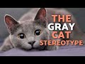 What Are GRAY CATS Like? 😽🩶 Is This Their PERSONALITY?