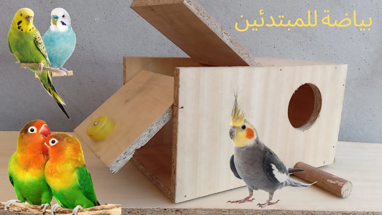 كيف تصنع بياضة طيور الكوكتيل والفيشروالبادجي بنفسك