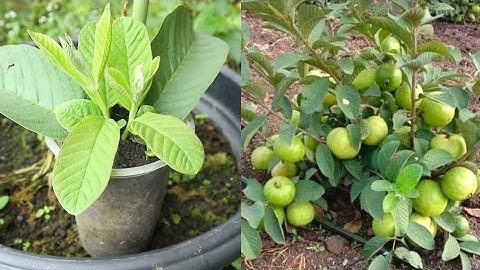 How to grow guava trees from guava leaves - With 100% Success