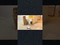 ペットお見守りロボットEBO Airの電子ペット機能を使った😺スキルを披露してくれて、すごい❣#猫好き #eboair #見守りロボット #shorts #猫のいる生活 #猫動画 #猫 #癒し #愛猫