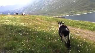 Bahhhh bahhhhhhahh