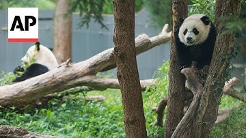 Reaction to giant pandas returning to Washington
