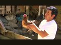 CRIANZA DE GALLOS FINOS DE PELEA TRUJILLO PERU