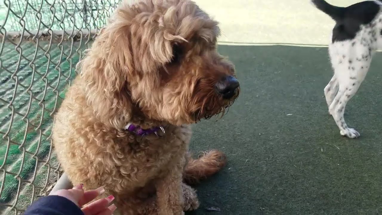 Playtime at Dogs On The Farm & Cats Too!