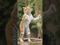 Once again tiger spotted dancing 😲😂 #tiger #dancing #viral #ai
