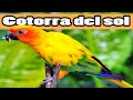 ▷ Cotorra del Sol y Sus Cuidados / Aratinga solstitialis