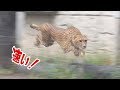 チーターたちが雨の中を走る！（多摩動物公園）cheetah runs.