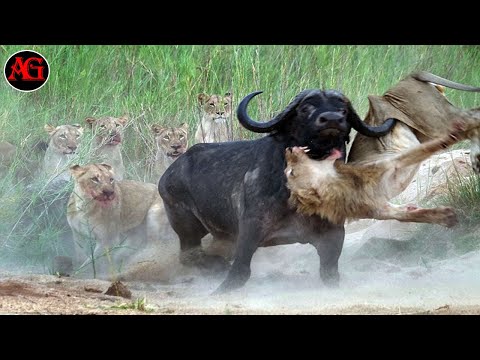 Video: Kan lejoninna döda lejon?