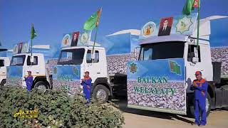 Ýurdumyzyň Balkan Welaýatynda Pagta Ýygymyna Badalga Berildi