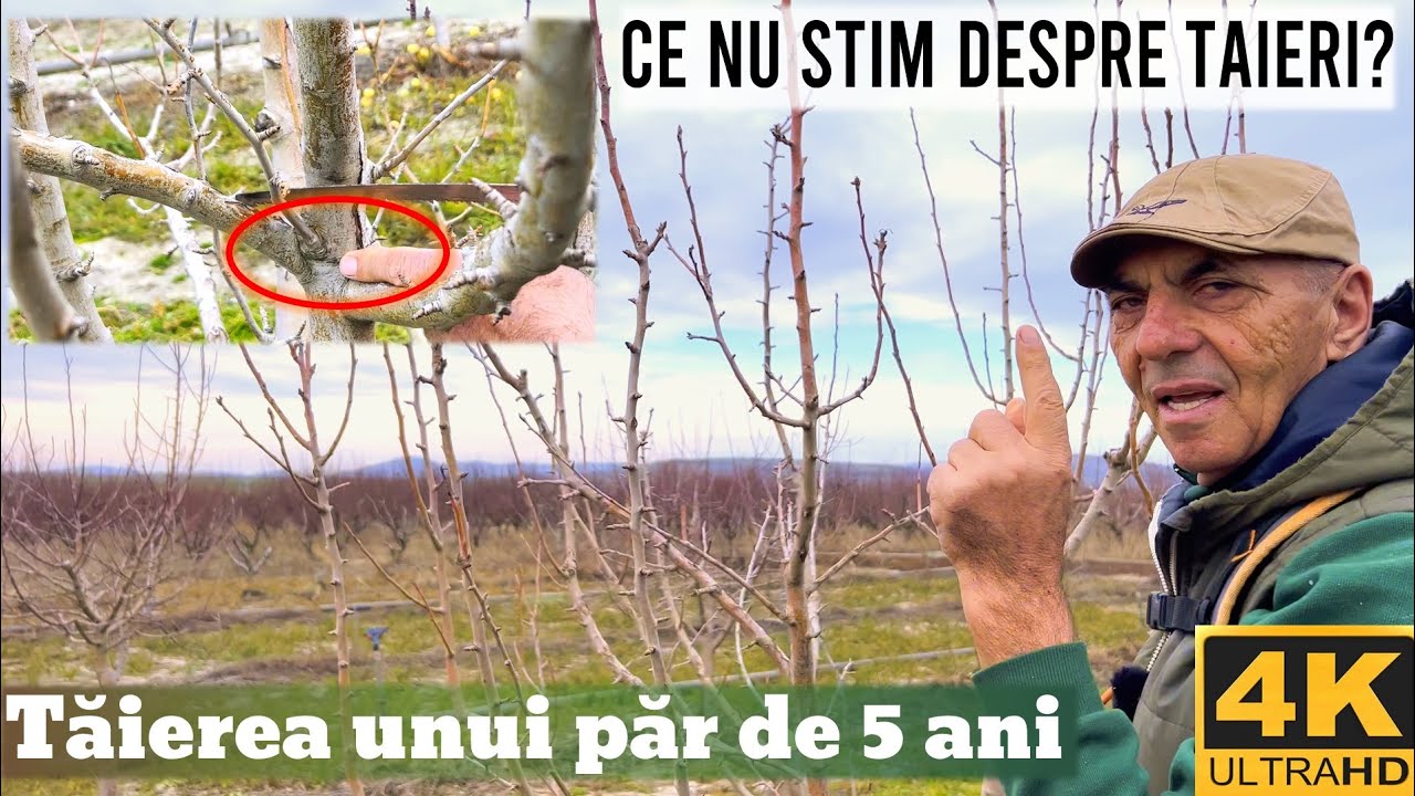 Taierea la par de 5 ani, pana la intrarea deplina pe rod!