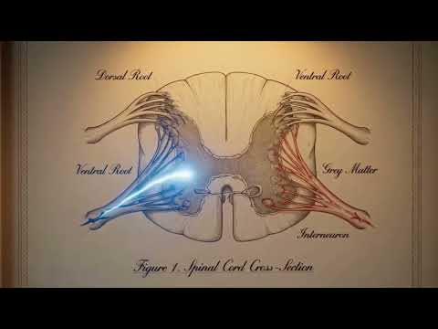 How Your Spinal Cord Reacts Before Your Brain Does?