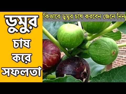 ভিডিও: কীভাবে তাজা ডুমুর চয়ন করবেন