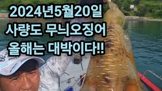 라인+ 24년5월20일 산란무늬오징어 올해는 대박이구나 #무늬오징어#산란무늬