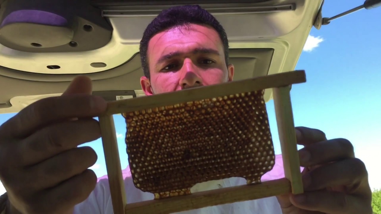 ANA ARI ÜRETİMİ LARVA TRANSFERİ