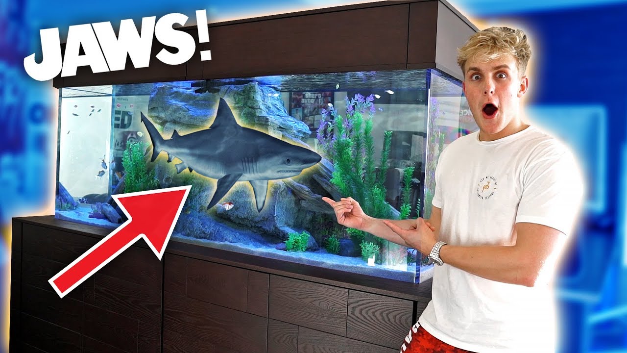 MEET MY NEW GIANT PET  SHARK  YouTube