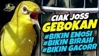 Masteran Kecial Kuning Ciak Joss GEBOKAN Ampuh Bikin Kecial EMOSI dan GACORRR🔥