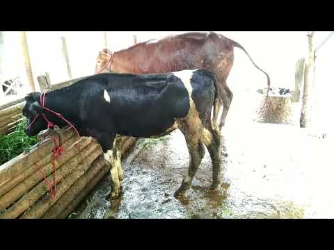 Video Cara Mengusir Lalat Pada Badan Sapi Terupdate Video Cara Mengusir Lalat Pada Badan Sapi Terupdate