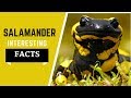 Salamander Facts For Kids -  All Information Dite, yellow spotted