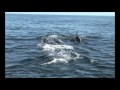 orca vs dolphin from:"killer whales"-discovery