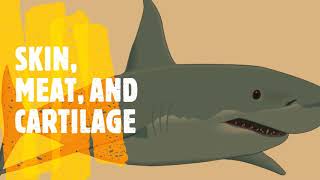 Gulf State Park - Shark Finning