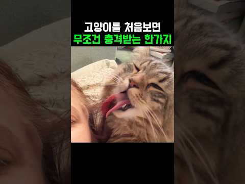 고양이를 처음보면 무조건 충격받는 한가지 thumbnail