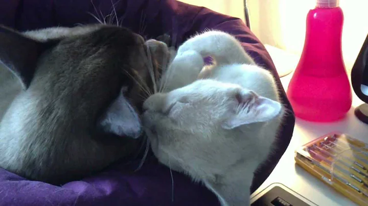 Watch the video about Smaug and Fizban grooming eachother (burmese cats)