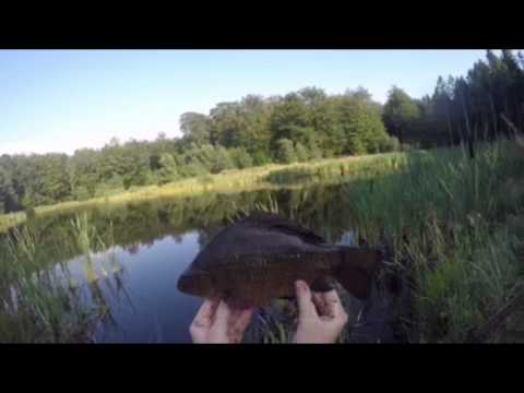 Video: Sådan Bages Crucian Karpe I Ovnen