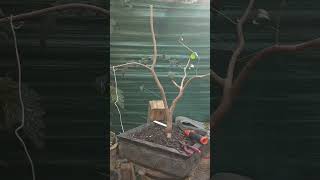 prebonsai ficusplant ligustron vivero bonsai jardin arboles jardines