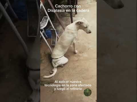 Cachorro con displasia
