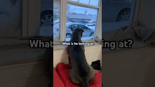 Download Lagu What is he looking at? #thexlbullyking #winterstorm #snowstorm #snowfall #snowday MP3